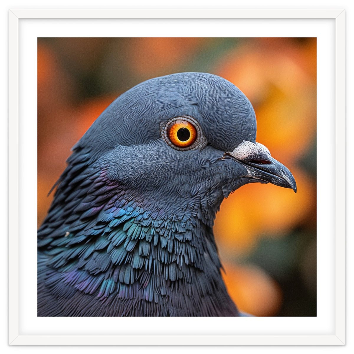Close Up Of A Pigeon's Head And Neck