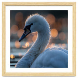 Close-up Shot of a Swan with Water Droplets thumbnail