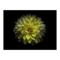 Backyard Flowers No 128 Color Version (Print Only)