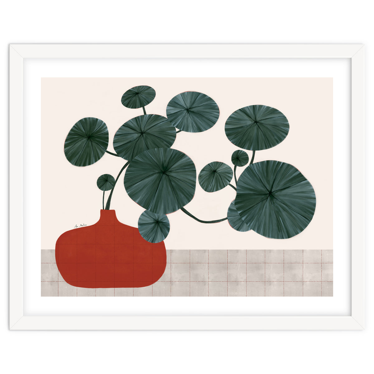 Stephonia Erecta plant