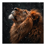 Lion Looking Up In The Snow Majestic (Print Only) thumbnail