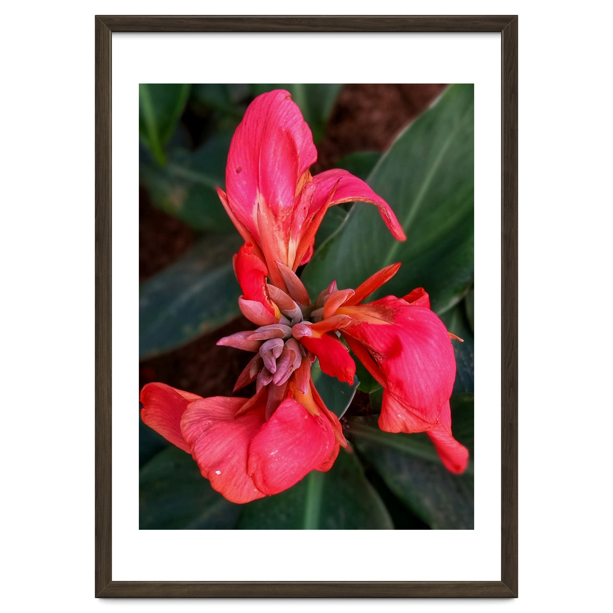 Red Indian Shot Flower