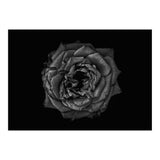Backyard Flowers In Black And White No 110 (Print Only) thumbnail