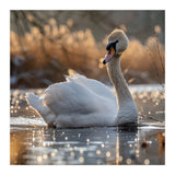 Majestic Swan On Calm Water During Sunset Nature Scene (Print Only) thumbnail