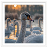 Close Up Of Swan With Water Droplets At Sunrise thumbnail