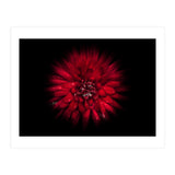 Backyard Flowers No 45 Color Flow Version (Print Only) thumbnail