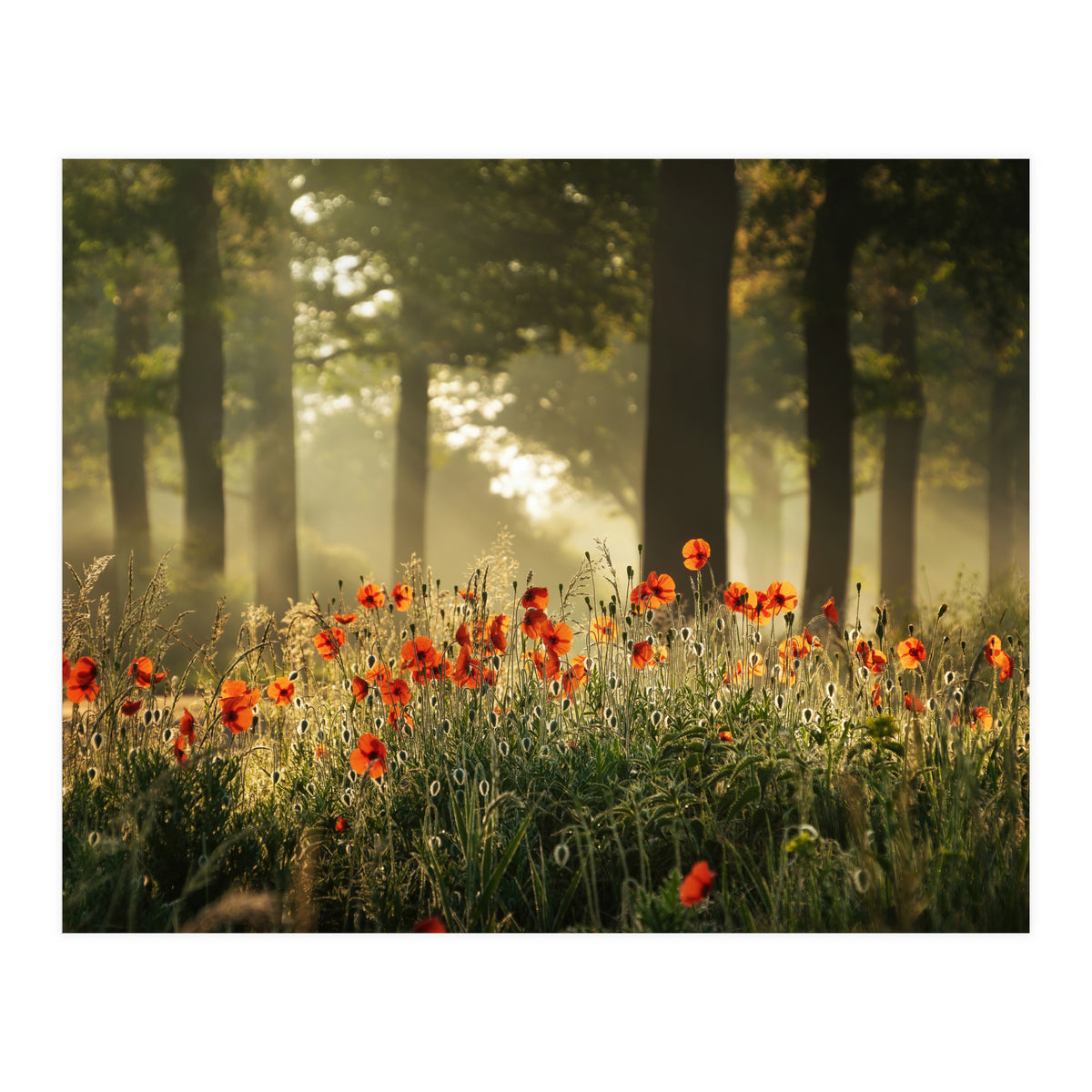 The poppy forest (Print Only)