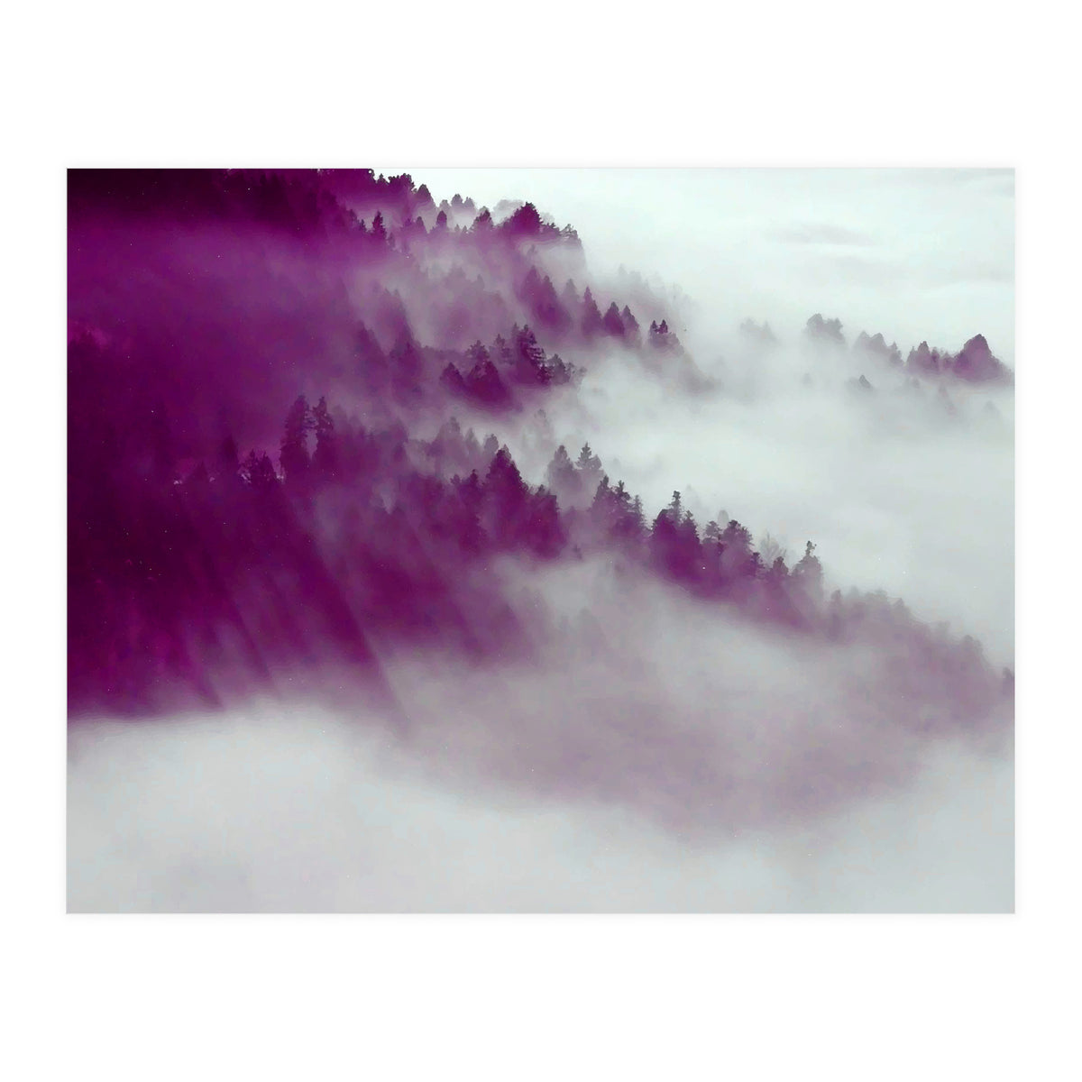 Forest Fog (Print Only)