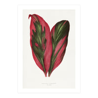 Alexander Francis Lydon & Benjamin Fawsett – Pink Dracaena Terminalis Leaf (1865) (Print Only)