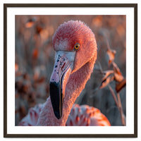 Close Up Of A Pink Flamingo Head In Sunlight