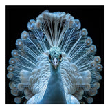 Majestic White Peacock Displaying Its Feathers (Print Only) thumbnail