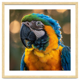 Blue And Gold Macaw Portrait Close Up thumbnail