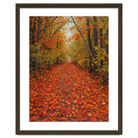 Lush Autumn Forest Path Covered