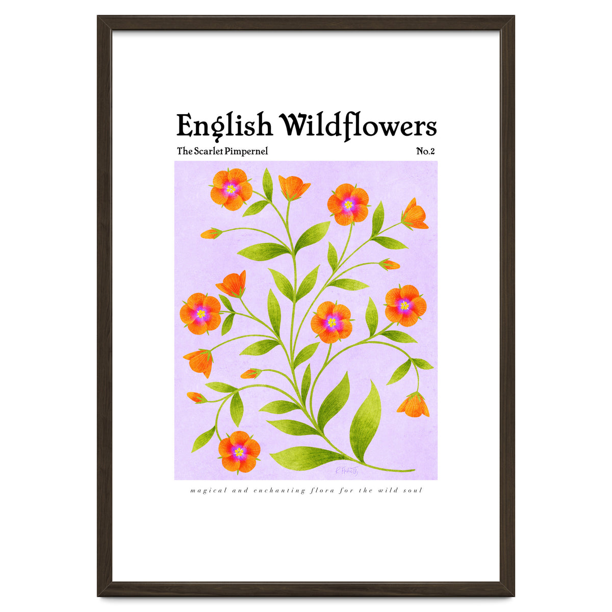 English Wildflowers | Scarlet Pimpernel