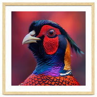 Close Up Pheasant Bird Head Detailed Feathers
