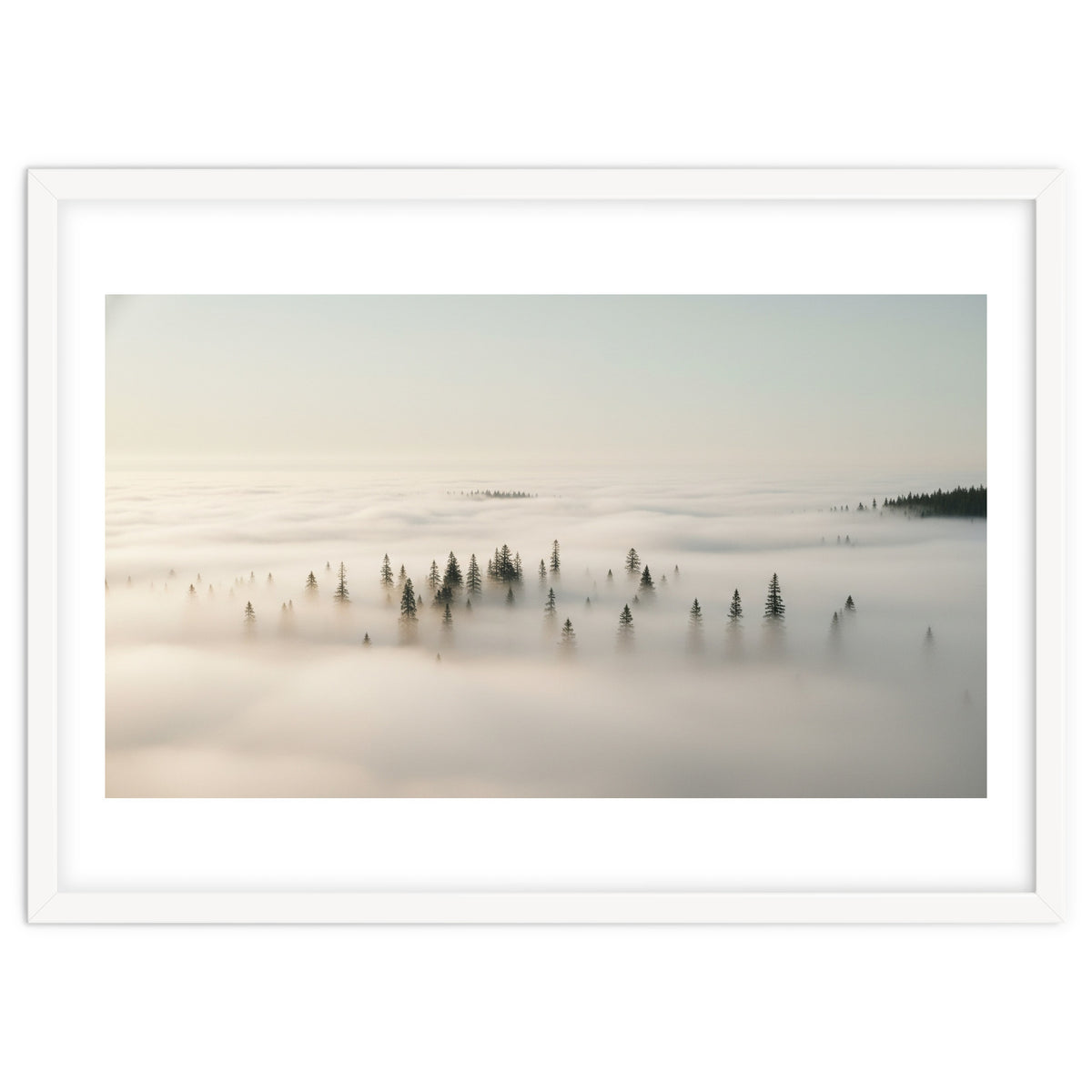 Misty Peaks: Pine Forest Above the Clouds