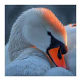 Close Up Of A White Swan With Water Droplets (Print Only) thumbnail