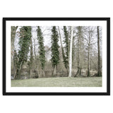Sole white birch in the trees thumbnail