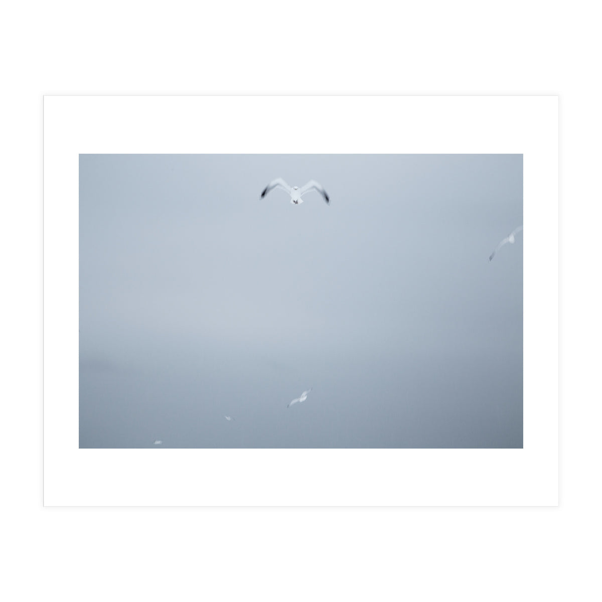 A flying seagull in the winter sky (Print Only)