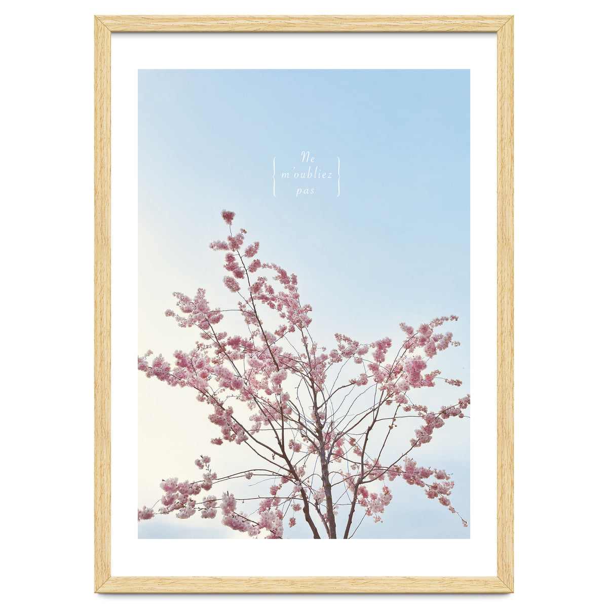 Sakura - cherry blossom