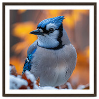 Blue Jay Bird In Winter Snowfall And Leaves