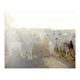 LIVING TOGETHER - WHITE COWS FAMILY (Print Only) thumbnail