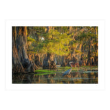 Heron in the swamps (Print Only) thumbnail