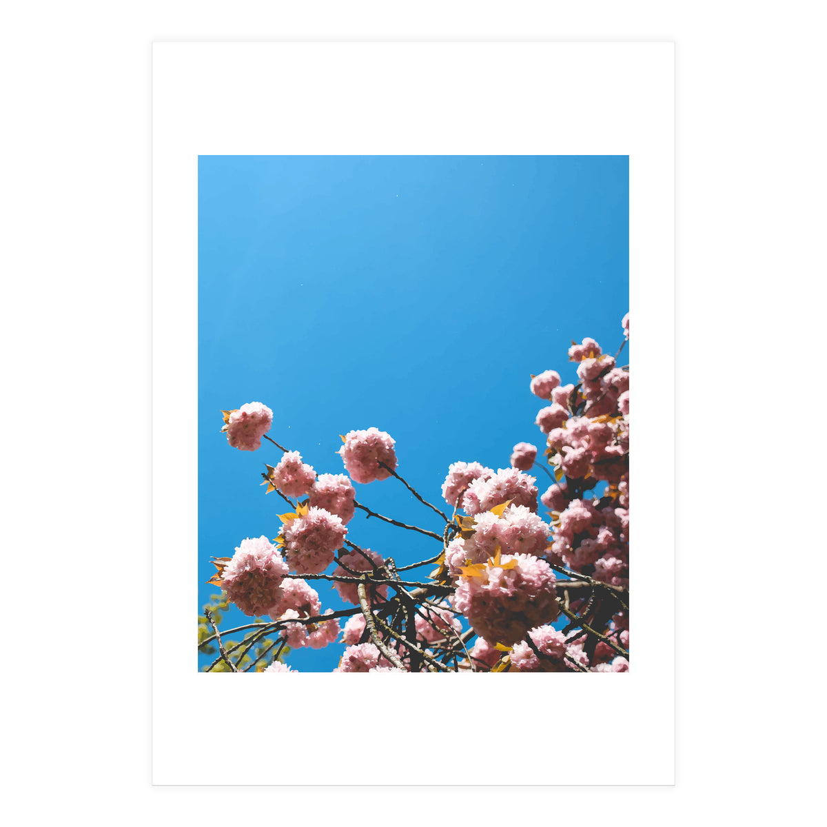 Pink Summer (Print Only)