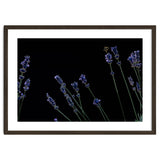 Honeybee and lavender thumbnail