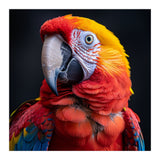 Scarlet Macaw Parrot Head Detailed Portrait Black (Print Only) thumbnail