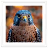 Close Up Of A Kestrel Bird Of Prey Portrait thumbnail