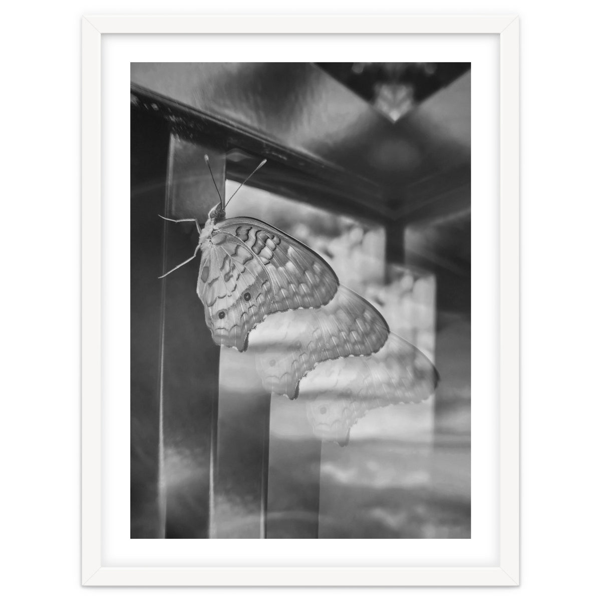 Evolving | Black & White