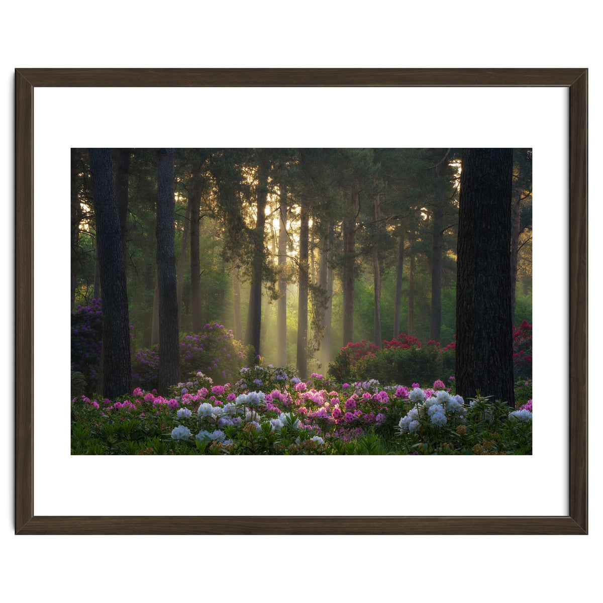 Rhododendron forest