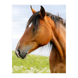 Horse Portrait (Print Only) thumbnail