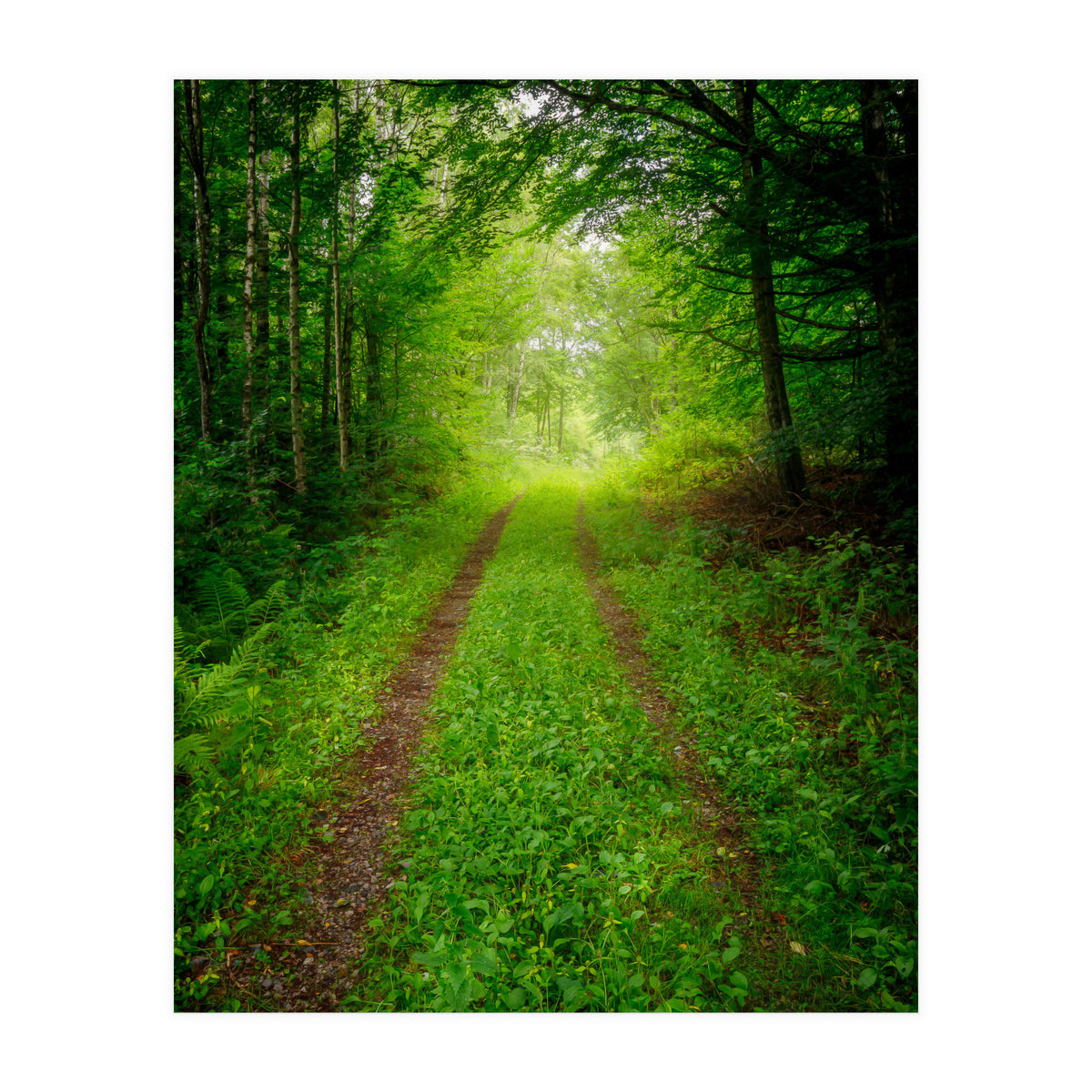 Green Forest Trail (Print Only)