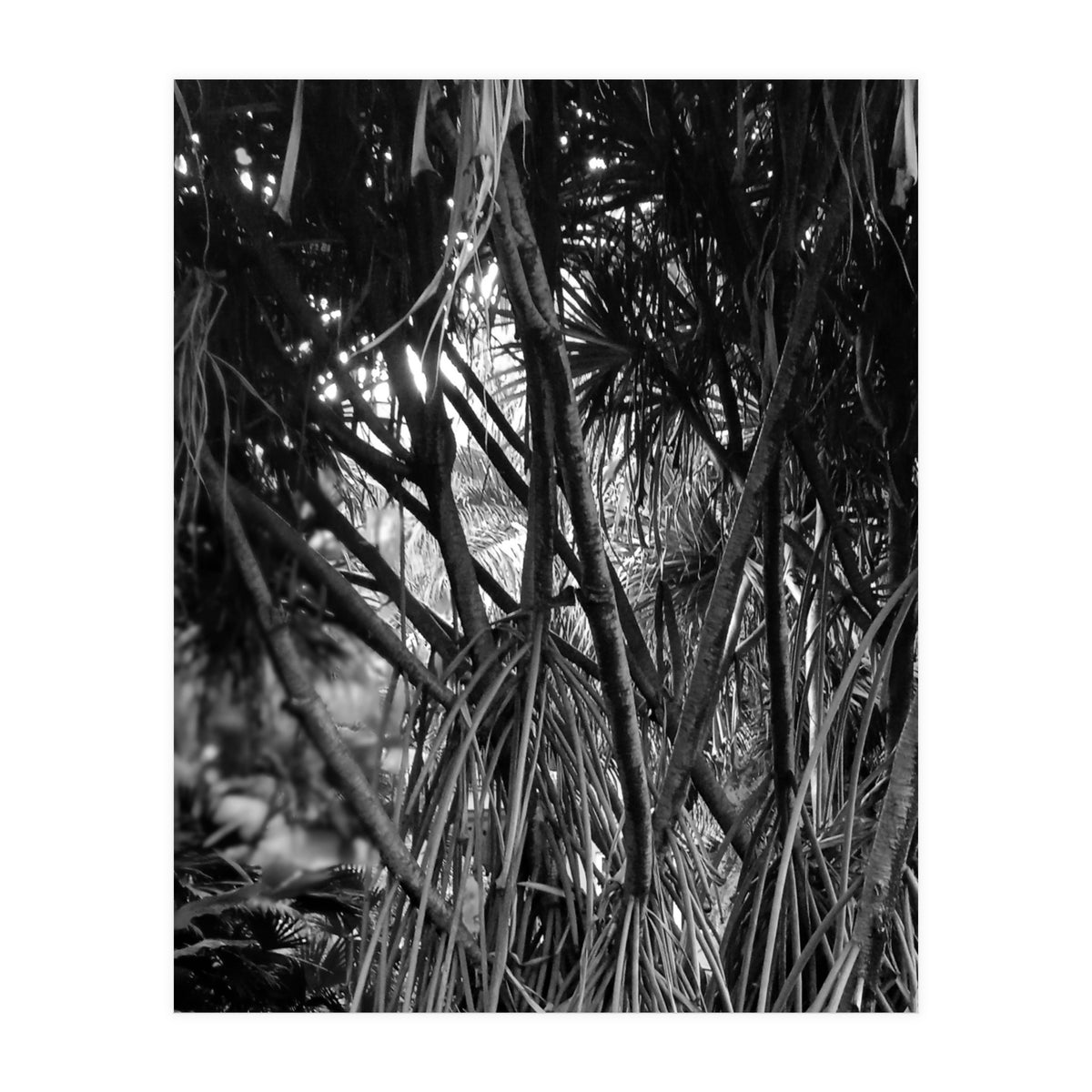 Black Tectorius Plant Art (Print Only)