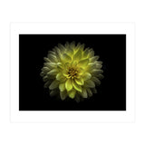 Backyard Flowers No 128 Color Version (Print Only) thumbnail