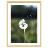 Dandelion Wish Photography thumbnail