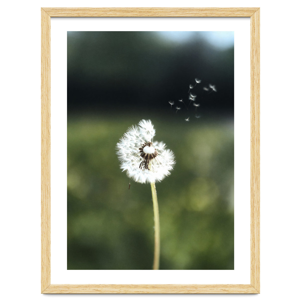 Dandelion Wish Photography