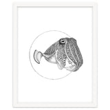 The Fascinating Cuttlefish thumbnail