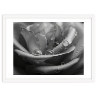 Ethereal Monochromatic Rose Petal Macro