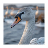 Majestic Swan Portrait In Snowy Waters (Print Only) thumbnail