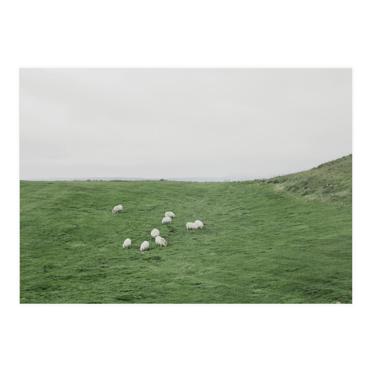 A flock of Sheep in the Green Hill - Iceland  (Print Only)