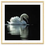 Elegant Swan Floating Gracefully On Dark Water thumbnail