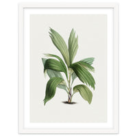 Areca Palm (Hand Drawn Botanical Illustration)