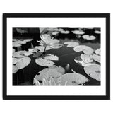 Lotus Pond | Black & White Landscape thumbnail