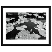 Lotus Pond | Black & White Landscape