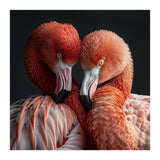 Close Up Of Two Flamingos Nuzzling Together (Print Only) thumbnail