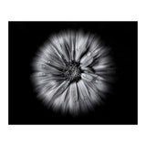 Backyard Flowers In Black And White No 10 Flow Version (Print Only) thumbnail