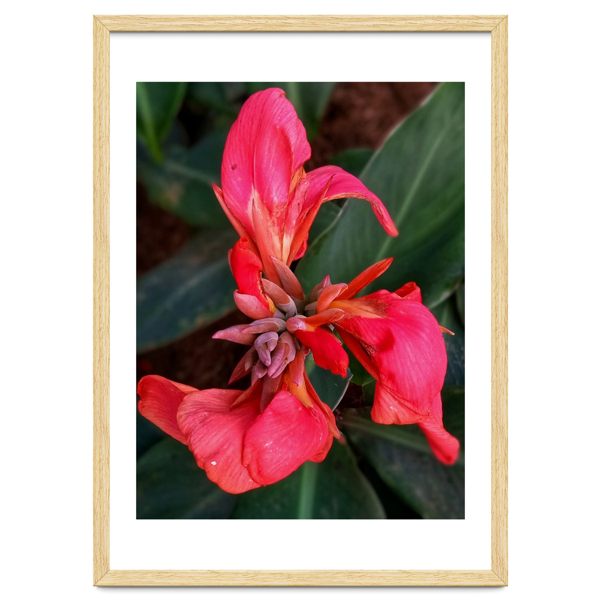 Red Indian Shot Flower